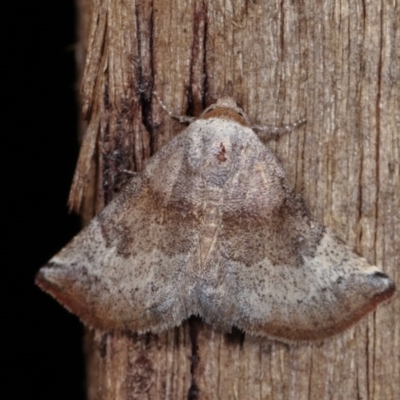 Mataeomera mesotaenia (Large Scale Moth) at Melba, ACT - 10 Nov 2020 by kasiaaus