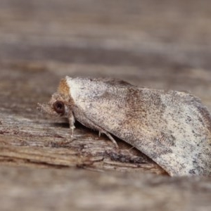 Mataeomera mesotaenia at Melba, ACT - 10 Nov 2020 10:00 PM