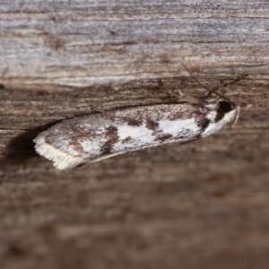 Eusemocosma pruinosa at Melba, ACT - 10 Nov 2020