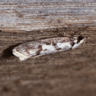Eusemocosma pruinosa (Philobota Group Concealer Moth) at Melba, ACT - 10 Nov 2020 by kasiaaus