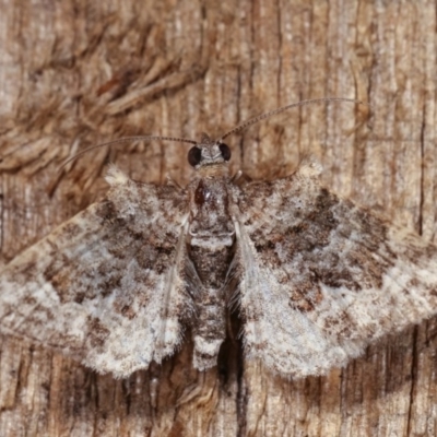 Phrissogonus laticostata (Apple looper moth) at Melba, ACT - 10 Nov 2020 by kasiaaus