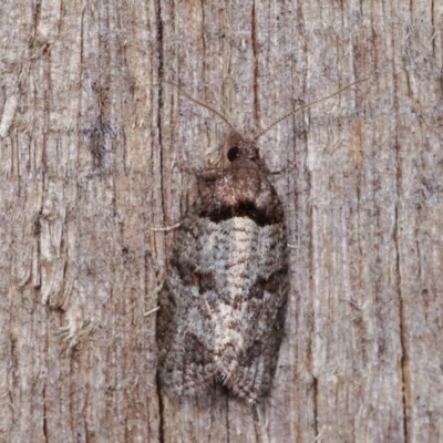 Rupicolana orthias (A tortrix or leafroller moth) at Melba, ACT - 10 Nov 2020 by kasiaaus