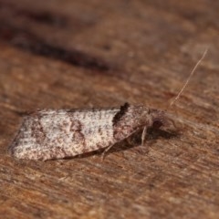 Rupicolana orthias (A tortrix or leafroller moth) at Melba, ACT - 10 Nov 2020 by kasiaaus