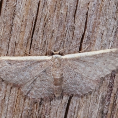 Idaea costaria (White-edged Wave) at Melba, ACT - 10 Nov 2020 by kasiaaus