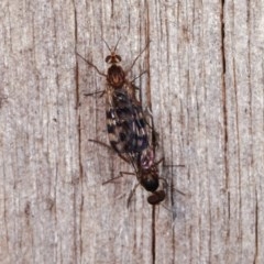 Sylvicola dubius (Wood-gnat) at Melba, ACT - 10 Nov 2020 by kasiaaus