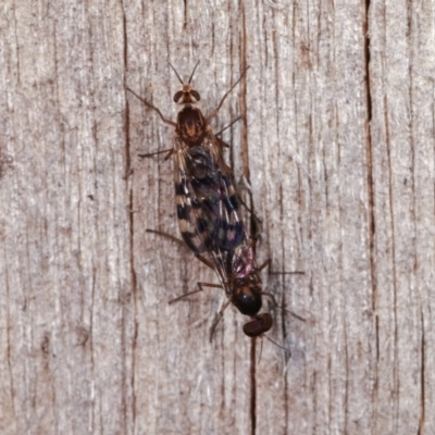 Sylvicola dubius (Wood-gnat) at Melba, ACT - 10 Nov 2020 by kasiaaus