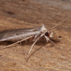 Lygephila fallax at Melba, ACT - 10 Nov 2020 10:07 PM