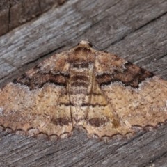 Aporoctena undescribed species (A Geometrid moth (Ennominae)) at Melba, ACT - 10 Nov 2020 by kasiaaus