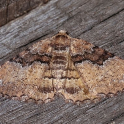 Aporoctena undescribed species (A Geometrid moth (Ennominae)) at Melba, ACT - 10 Nov 2020 by kasiaaus