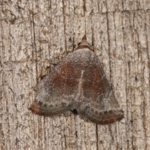 Mataeomera mesotaenia at Melba, ACT - 10 Nov 2020 10:08 PM