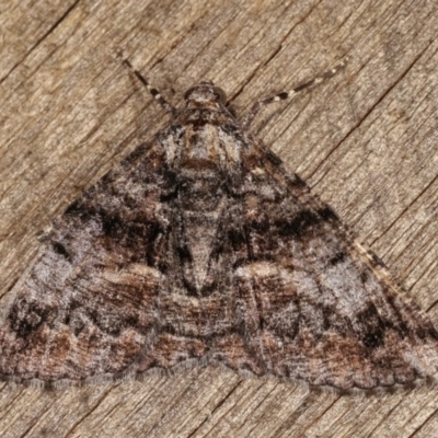 Gastrinodes argoplaca (Cryptic Bark Moth) at Melba, ACT - 10 Nov 2020 by kasiaaus