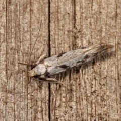 Eusemocosma pruinosa (Philobota Group Concealer Moth) at Melba, ACT - 10 Nov 2020 by kasiaaus