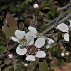 Gaudium brevipes (Grey Tea-tree) at Lower Cotter Catchment - 10 Nov 2020 by JohnBundock