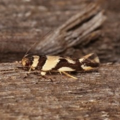 Macrobathra desmotoma ( A Cosmet moth) at Melba, ACT - 10 Nov 2020 by kasiaaus