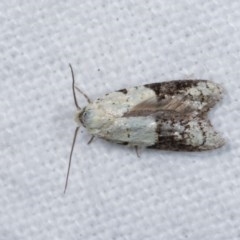 Tracholena sulfurosa (A tortrix moth) at Melba, ACT - 10 Nov 2020 by kasiaaus