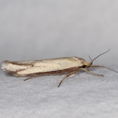 Philobota protecta (A concealer moth) at Melba, ACT - 10 Nov 2020 by kasiaaus