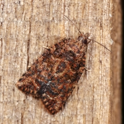 Tortricinae (subfamily) (A tortrix moth) at Melba, ACT - 10 Nov 2020 by kasiaaus