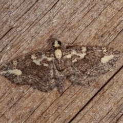 Pasiphilodes testulata (Pome looper) at Melba, ACT - 10 Nov 2020 by kasiaaus