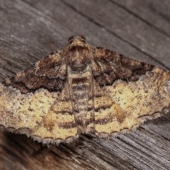 Aporoctena undescribed species (A Geometrid moth) at Melba, ACT - 10 Nov 2020 by kasiaaus