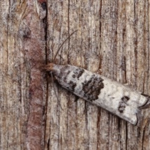 Spilonota constrictana at Melba, ACT - 10 Nov 2020