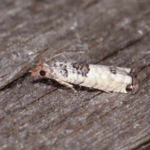 Spilonota constrictana at Melba, ACT - 10 Nov 2020