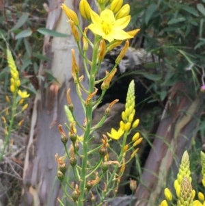 Bulbine glauca at Yarrow, NSW - 13 Nov 2020 01:50 PM