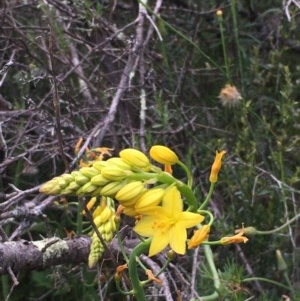 Bulbine glauca at Yarrow, NSW - 13 Nov 2020 01:50 PM