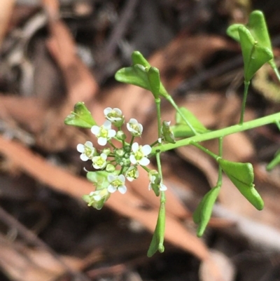 Capsella bursa-pastoris (Shepherd's Purse) at Googong Foreshore - 13 Nov 2020 by JaneR