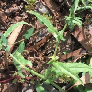 Capsella bursa-pastoris at Yarrow, NSW - 13 Nov 2020