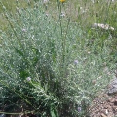 Vittadinia gracilis (New Holland Daisy) at Kambah, ACT - 6 Nov 2020 by RosemaryRoth