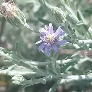 Vittadinia gracilis at Kambah, ACT - 6 Nov 2020