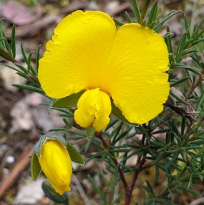Gompholobium huegelii (pale wedge–pea) at Holt, ACT - 9 Nov 2020 by drakes
