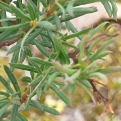 Gompholobium huegelii at Holt, ACT - 9 Nov 2020