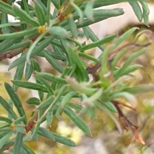 Gompholobium huegelii at Holt, ACT - 9 Nov 2020