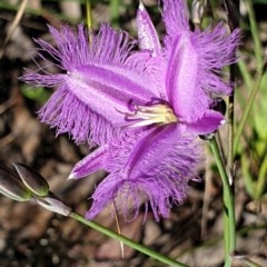 Thysanotus tuberosus subsp. tuberosus (Common Fringe-lily) at Mount Painter - 7 Nov 2020 by drakes