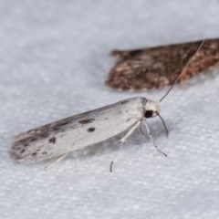 Oecophoridae provisional species 2 at Melba, ACT - 10 Nov 2020 by kasiaaus