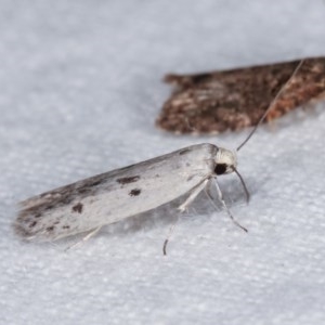 Oecophoridae provisional species 2 at Melba, ACT - 10 Nov 2020