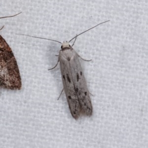 Oecophoridae provisional species 2 at Melba, ACT - 10 Nov 2020