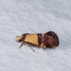 Eupselia satrapella and similar species at Melba, ACT - 10 Nov 2020