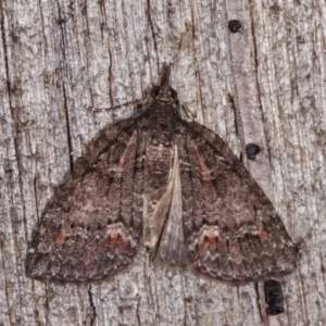 Microdes squamulata at Melba, ACT - 10 Nov 2020