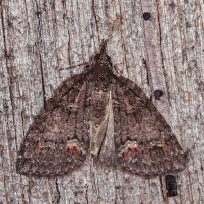 Microdes squamulata (Dark-grey Carpet) at Melba, ACT - 10 Nov 2020 by kasiaaus