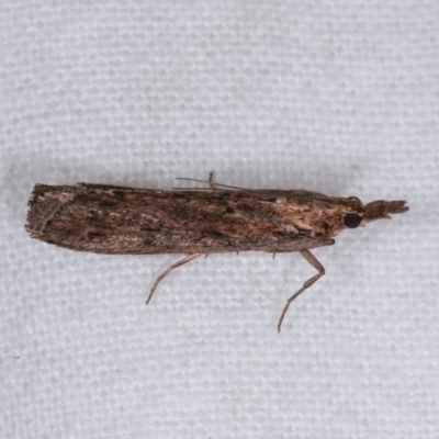 Crocydopora cinigerella (A Pyralid moth) at Melba, ACT - 10 Nov 2020 by kasiaaus