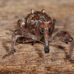 Orthorhinus cylindrirostris (Elephant Weevil) at Melba, ACT - 10 Nov 2020 by kasiaaus