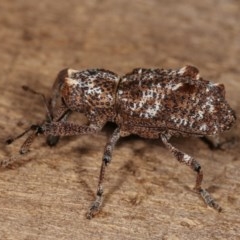 Orthorhinus cylindrirostris at Melba, ACT - 10 Nov 2020 11:56 PM