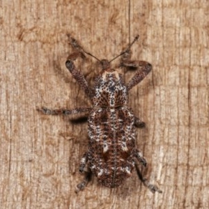 Orthorhinus cylindrirostris at Melba, ACT - 10 Nov 2020 11:56 PM