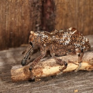 Orthorhinus cylindrirostris at Melba, ACT - 10 Nov 2020