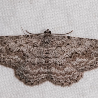 Psilosticha absorpta (Fine-waved Bark Moth) at Melba, ACT - 10 Nov 2020 by kasiaaus