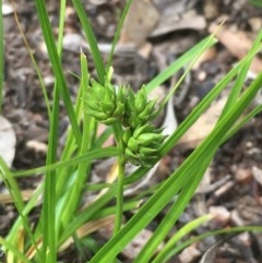 Carex inversa (Knob Sedge) at Googong Foreshore - 13 Nov 2020 by JaneR