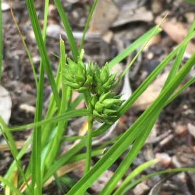 Carex inversa (Knob Sedge) at Googong Foreshore - 13 Nov 2020 by JaneR