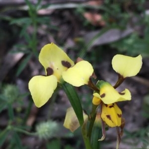 Diuris sulphurea at Yarrow, NSW - suppressed